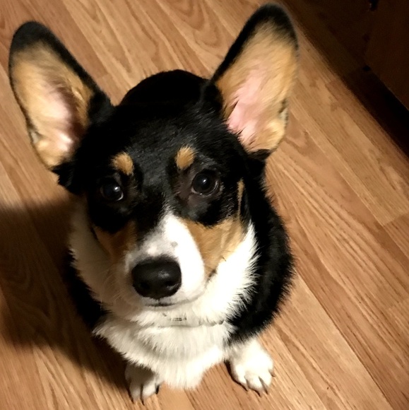 Meet your Posher, Jessica - Picture 1 of 1